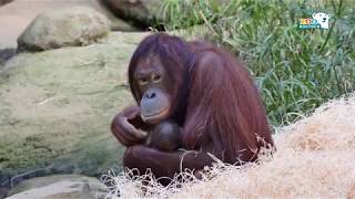 Zoo Rostock  OrangUtanNachwuchs im Darwineum [upl. by Terzas598]