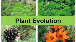 Plant Evolution updated [upl. by Euqinomahs63]