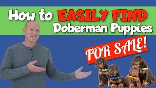 Best Places for Finding Doberman Puppies for Sale [upl. by Egamlat]