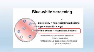 SCREENING STEP  BLUE WHITE SCREENING [upl. by Lodie15]