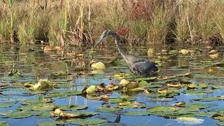 Great Blue Heron Eats Largemouth Bass [upl. by Ronny]