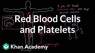 The life and times of RBCs and platelets [upl. by Nnaerb]