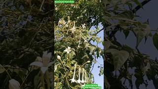 Millingtonia hortensis  Tree Jasmine  Bignoniaceae Family  Medicinal Tree medicinalplants trees [upl. by Airliah]