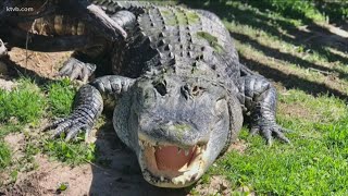 Corbin Maxey shows off new home for alligators [upl. by Tnomad395]