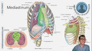 Overview of Mediastinum [upl. by Giraldo]