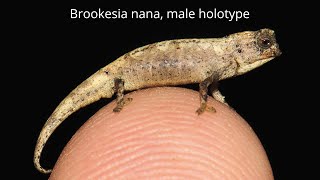 Brookesia nana  World’s Smallest Reptile [upl. by Ayhtak563]