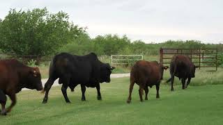 Mashona and Mashona Cross Bulls Back Out To Pasture [upl. by Ronile525]