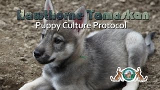 Hawthorne Tamaskan Puppy Culture Protocol [upl. by Nesyrb697]