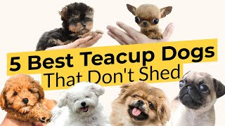 5 Best Teacup Dogs That Dont Shed 🐶🦴🐶 [upl. by Small]