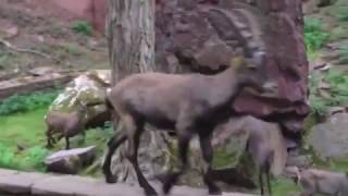 Eifelexpress  Wild und Freizeitpark in Gondorf [upl. by Nodnil951]