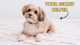 5 Things Your Shih Tzu Does for You Without You Knowing [upl. by Nnylsor]