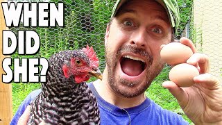 When Do Chickens Start To Lay Eggs 3 Easy Ways To Tell [upl. by Rauscher]