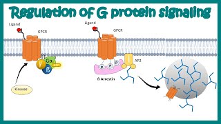 Desensitization of GPCR Regulation of G protein signaling by beta arrestin  Regulation by GRKs [upl. by Edlyn]