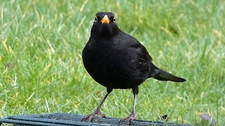 Bird Facts The Common Blackbird [upl. by Narf688]