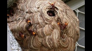 Dramatic The evacuation process of a wasp nest the size of a cows head sarang tawon damkar [upl. by Maurizia324]