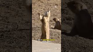 Prairie Dogs 🐿️ Make Cute quotYippiequot Noises Why Do They Scream [upl. by Junette47]