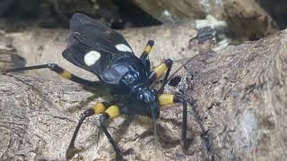 WhiteEyed Assassin Bug Looks Straight Into Camera [upl. by Luedtke770]