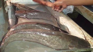 African Catfish Slice  Clarias Gariepinus Fish Cutting in Fish Market [upl. by Eulalee783]