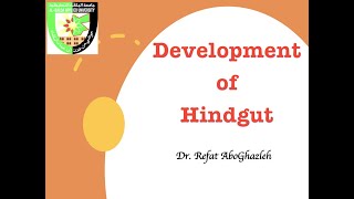 Development of Hindgut [upl. by Awe]