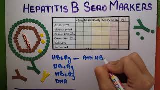 hepatitis B Serology explained [upl. by Melva]