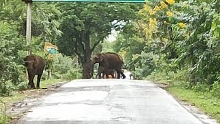 Elephants roaming in roads  sathyamangalam forest [upl. by Kwapong]