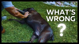 Limping Dog Full Diagnosis and Treatment Explained [upl. by Eecart]