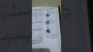 Formation of Lymphocytes and Monocytes physiology wbc leucopoisis [upl. by Meara]