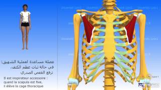 Le petit pectoral العضلة الصّدرية الصّغرى [upl. by Olga858]