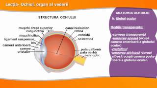 OCHIUL ORGAN AL VEDERII [upl. by Enerahs938]