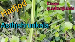 Hadjod Benefits of asthishrunkala  Cissus quadrangularis all information अस्थिशृंखला [upl. by Renado]