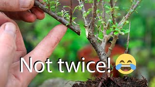 How to style cotoneaters for bonsai from nursery stock [upl. by Bonilla432]