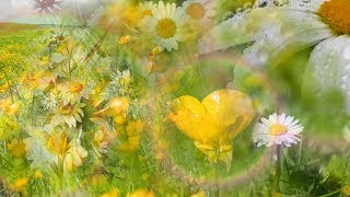 Buttercups and Daisies by Rebecca Tripp Remastered [upl. by Cohberg]