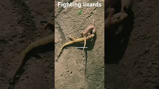 Fighting Lizards🦎Fighting for Survival🦎 Fighting Dragons🐉Fighting Monsters👹 animals discovery [upl. by Kusin]