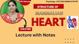 Structure of Mammalian Heart BSc 2nd yearPhysiology of Heartstructure of Human Heartheart [upl. by Brunelle547]