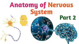 Physiology of Blood Part 2 Informative Video Lecture in Amharic Speech [upl. by Kyred]