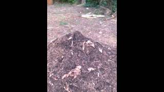 How to compost coffee grounds with wood chips [upl. by Elo]