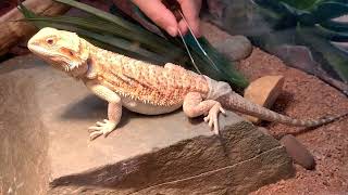 Bearded Dragon shedding its skin [upl. by Waters407]