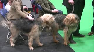 Otterhound Crufts 2020 [upl. by Jacenta]