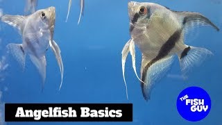 Angelfish Basics [upl. by Solorac]