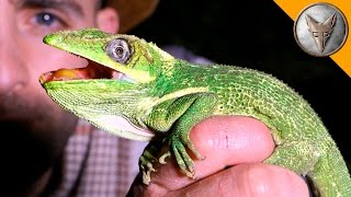 Super Sized Anole [upl. by Cis]