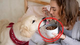 15 Human Foods Dogs Love And Can Eat Safely [upl. by Kathi]