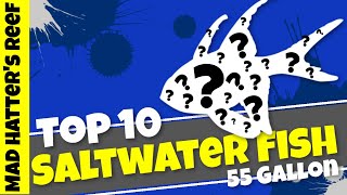 Top 10 Saltwater Fish for a 55 Gallon Reef Tank [upl. by Atnwahs230]