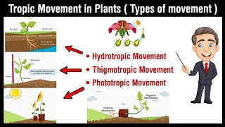 Tropic movement in plants  hydrotropism  chemotropism  phorotropism  geotropism in Hindi [upl. by Ttenrag]