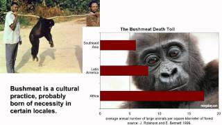 Origin of HIV or Where Does HIV Come From [upl. by Cymbre702]