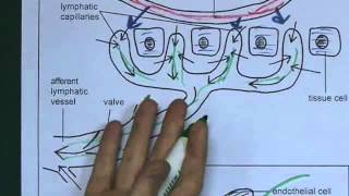 Lymphatic System 2 Lymphatic capillaries [upl. by Itsirc]