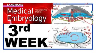 Langman Chapter5  Third Week of Human Development  Embryology  Gastrulation  Dr Asif Lectures [upl. by Deborah]