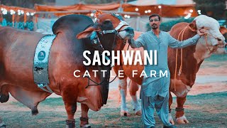 Sachwani Cattle Farm Karachi 2021 Expedition Pakistan [upl. by Colp]