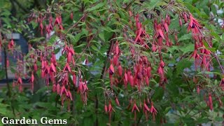 Hardy Fuchsia Fuchsia magellanica [upl. by Neoma]