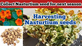 How to Collect Nasturtium seeds for Next Winter Collecting seeds of Nasturtiumridaans mom garden [upl. by Anirhtak420]