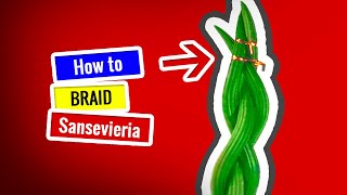 Easiest way to braid Sansevieria [upl. by Lisab547]